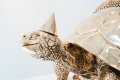 Baby We Made It (polished bronze), 2016 by Joseph Klibansky