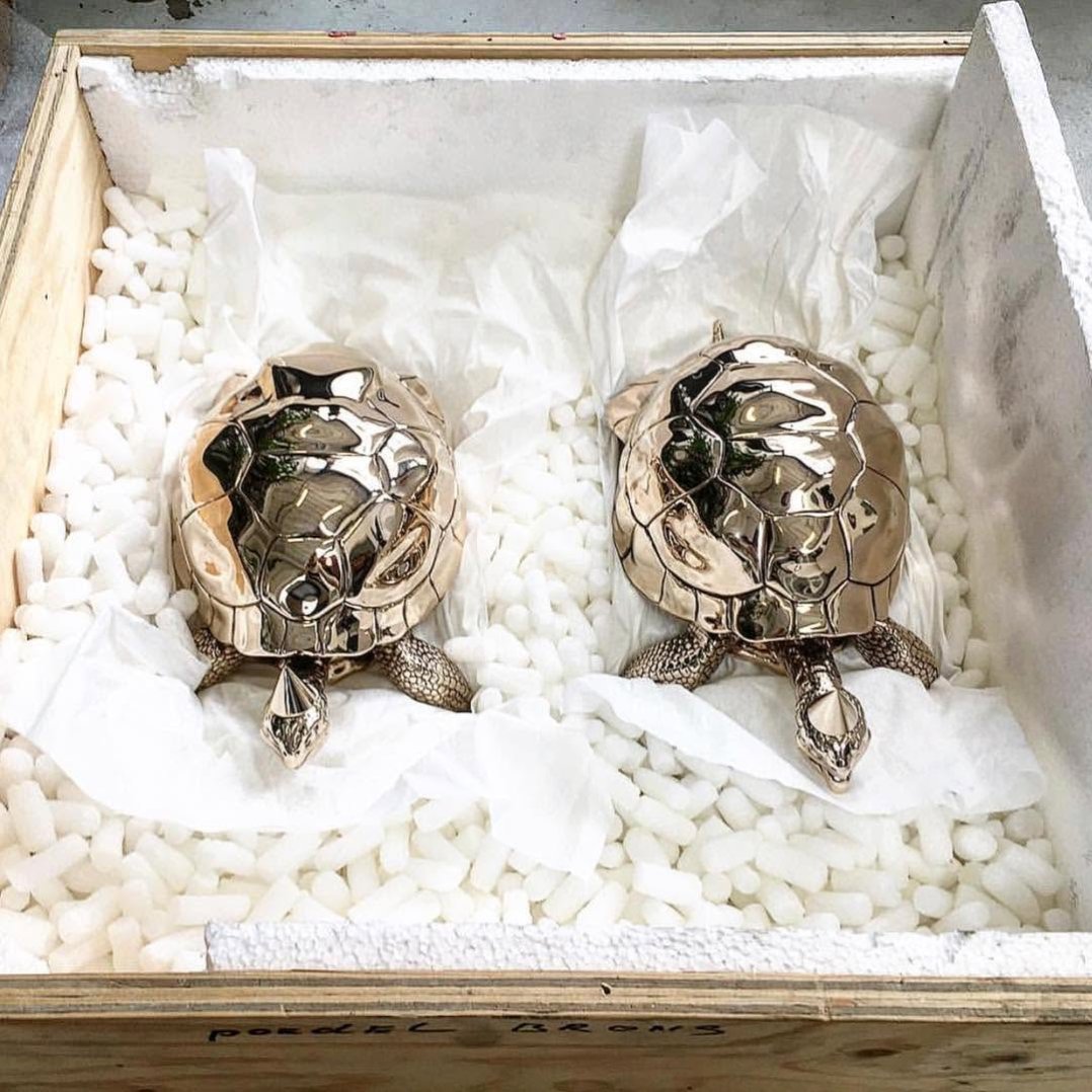 Anyone wants a box of turtles? 🐢 🐢 😛